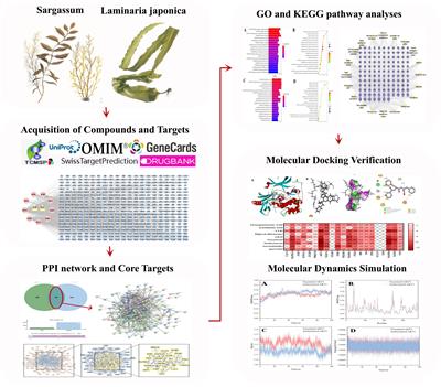 Possible molecular exploration of herbal pair Haizao-Kunbu in the treatment of Graves’ disease by network pharmacology, molecular docking, and molecular dynamic analysis